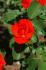 Orangeade ® rose photo
