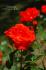 Orangeade ® rose photo
