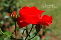 Orangeade ® rose photo
