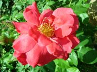 Bonn rose photo