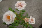 Café Olé rose photo
