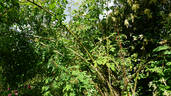 Highdownensis rose photo
