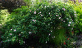 Pasture Rose rose photo