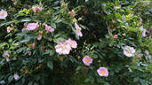 Pasture Rose rose photo