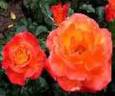 Pineapple Poll rose photo