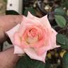Peachy Dreams rose photo