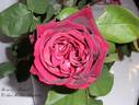 Dr. Zumel rose photo