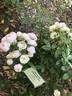 Pink Koster rose photo