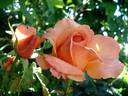 Lolita ® rose photo