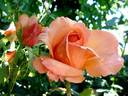 Lolita ® rose photo