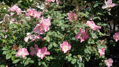 Dapple Dawn rose photo