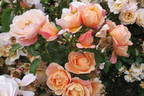 Calapuno rose photo