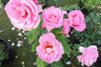 Grande-Duchesse Maria Teresa rose photo