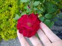 Ja15-04 rose photo