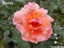 Florentia rose photo