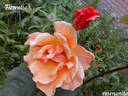 Florentia rose photo