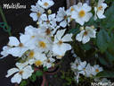 <i>Rosa multiflora</i> rose photo