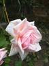 Pharisäer rose photo