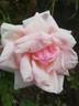 Pharisäer rose photo