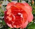 Grand Canyon rose photo