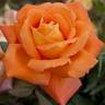 Louis de Funes, Cl. rose photo