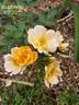 Euphoria rose photo