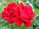 Red Star rose photo