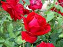 Red Star rose photo