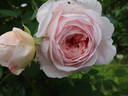 Royal Blush ™ rose photo