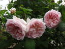 Royal Blush ™ rose photo