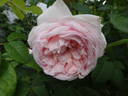 Royal Blush ™ rose photo