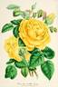 Isabelle Gray rose photo