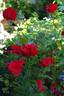 Fire King rose photo