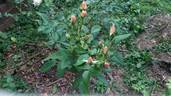 Gold Blush rose photo