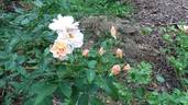 Gold Blush rose photo