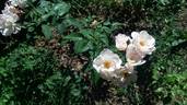 Gold Blush rose photo