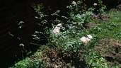 Gold Blush rose photo