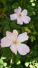 Indica Major rose photo