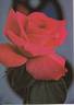 Hélène Feraud rose photo