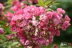 Brewood Belle rose photo