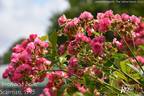 Brewood Belle rose photo