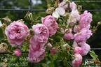 Cupcake rose photo