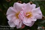 Dancing Butterflies rose photo