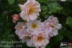 Dancing Butterflies rose photo