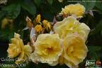 Golden Glory rose photo