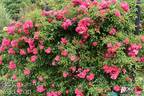 Heidetraum-Plus rose photo