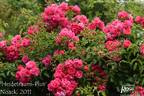 Heidetraum-Plus rose photo