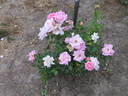 Marie-Victorin rose photo