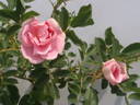 Prairie Youth rose photo