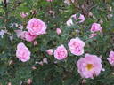 Suzanne rose photo